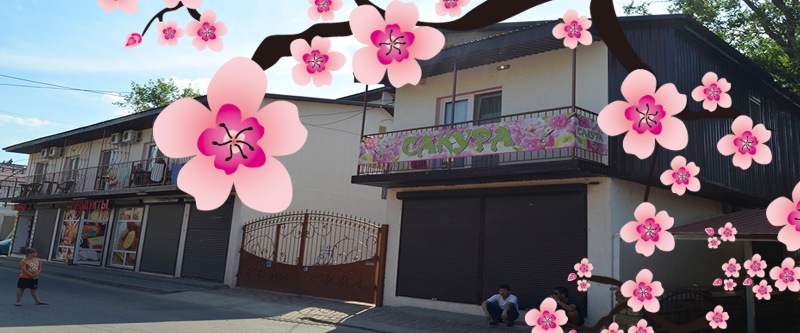 Сакура - Затока